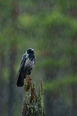 Image showing hooded crow in the rain with forest background