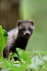 Image showing Raccoon dog pup in forest. Raccoon dog kit in forest. Young raccoon dog.