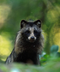 Image showing Raccoon dog portrait in forest