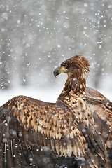 Image showing White-tailed eagle portrait at snowfall. Eagle in winter. Eagle portrait.