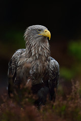 Image showing White-tailed eagle (Haliaeetus albicilla) in dark background. White-tailed eagle in bog. 