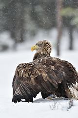 Image showing White-tailed eagle (Haliaeetus albicilla) on snow. Eagle in winter. Snowfall. Snowing.