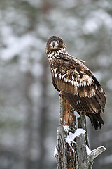 Image showing eagle on tree with snowy background