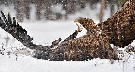 Image showing eagles fighting on snow