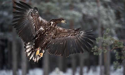 Image showing white-tailed eagle in filght at winter