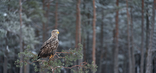Image showing white-tailed eagle on tree panorama