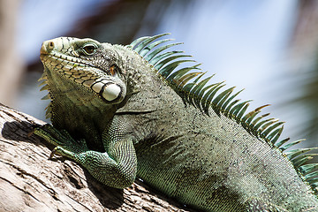 Image showing Green Iguana lizard.