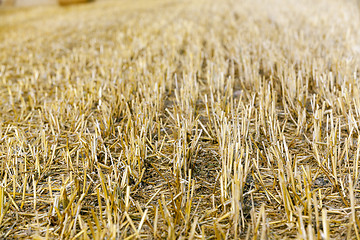 Image showing cereal farming field