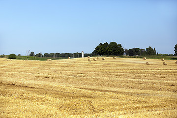 Image showing farm field cereals