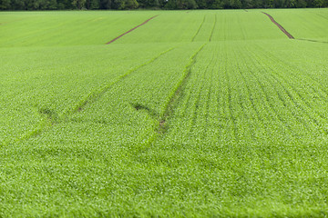 Image showing green wheat, close-up