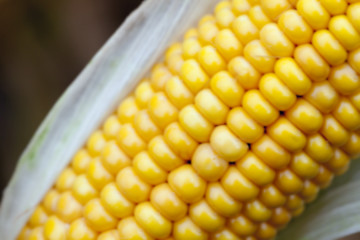 Image showing mature corn crop