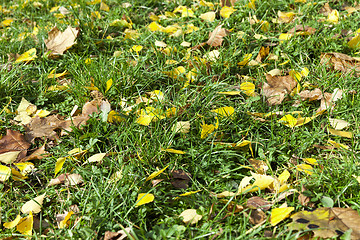 Image showing The fallen to the ground.