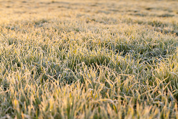 Image showing frost on the wheat