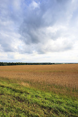 Image showing ripe yellow cereals