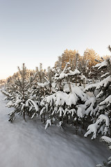 Image showing tree in winter