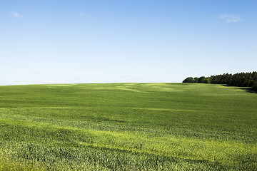 Image showing wheat field. Summer