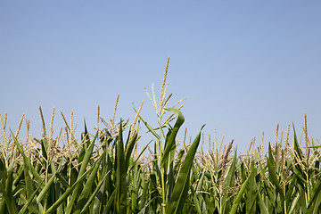 Image showing Corn field, summer