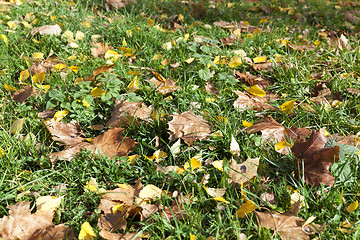 Image showing foliage on grass, autumn