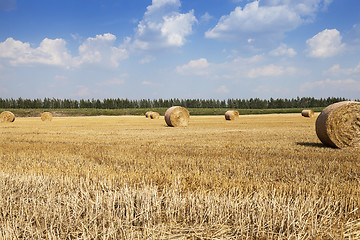 Image showing farm field cereals