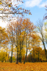 Image showing autumn in the park