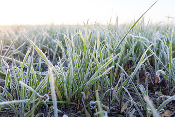 Image showing green wheat, frost