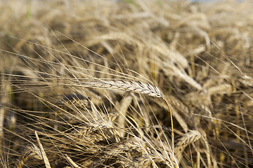 Image showing ripe yellow cereals