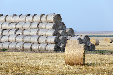 Image showing cereal farming field