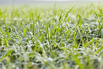 Image showing young grass plants, close-up