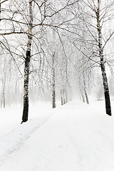 Image showing path in the snow