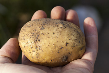 Image showing Potatoes in hand