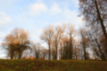 Image showing trees in the park at sunset