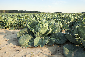 Image showing Green cabbage in a field