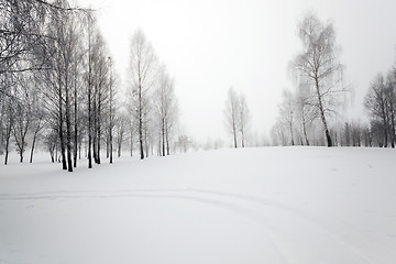 Image showing trees in winter