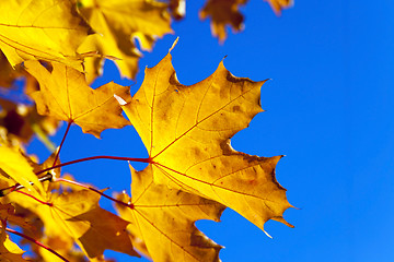 Image showing yellowed maple leaves