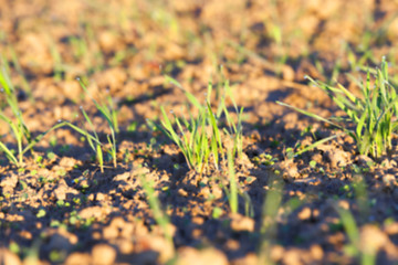 Image showing young grass plants, close-up