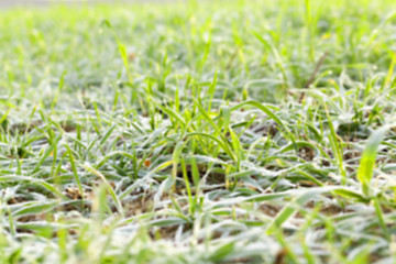 Image showing young grass plants, close-up