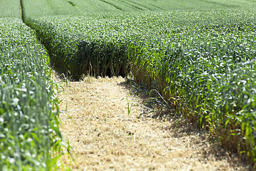 Image showing Photo agriculture, Europe