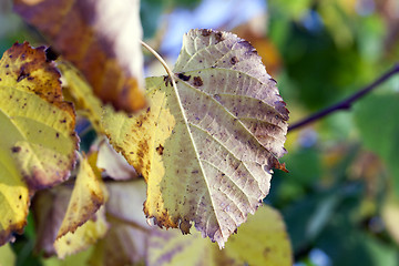 Image showing autumn in the park