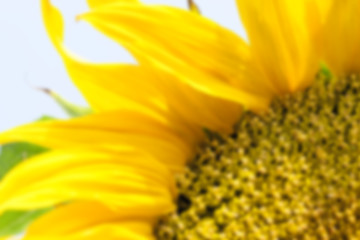 Image showing flower Sunflower, close-up