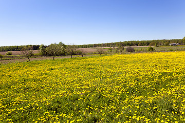 Image showing yellow dandelions, spring