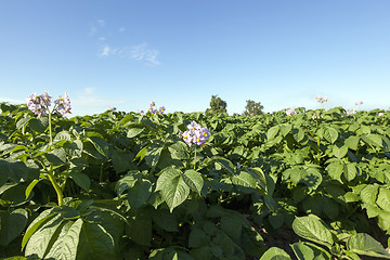 Image showing Agriculture, potato field