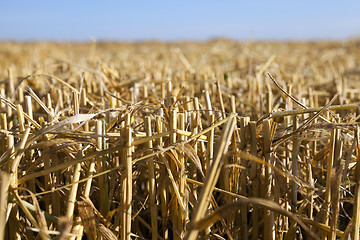 Image showing Field of cereal in the summer