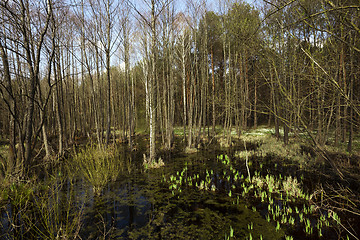 Image showing swamp spring , close up