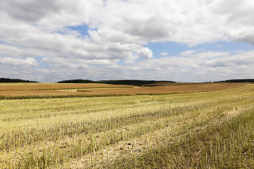 Image showing collection rapeseed crop