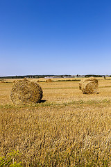 Image showing agriculture harvest. summer