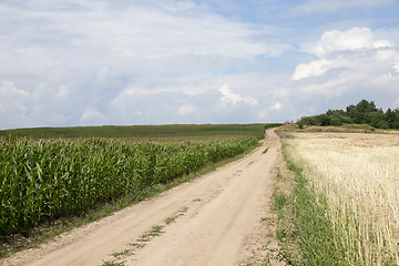 Image showing Field with corn