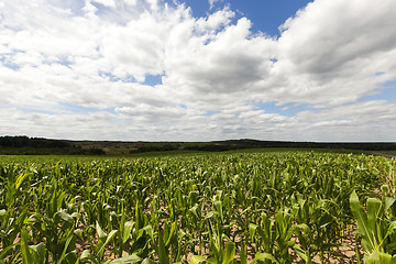 Image showing Field with corn