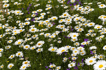 Image showing white daisy flowers.