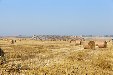 Image showing haystacks in a field of straw