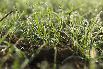 Image showing young grass plants, close-up